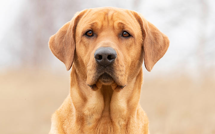 Portrait of a service dog.